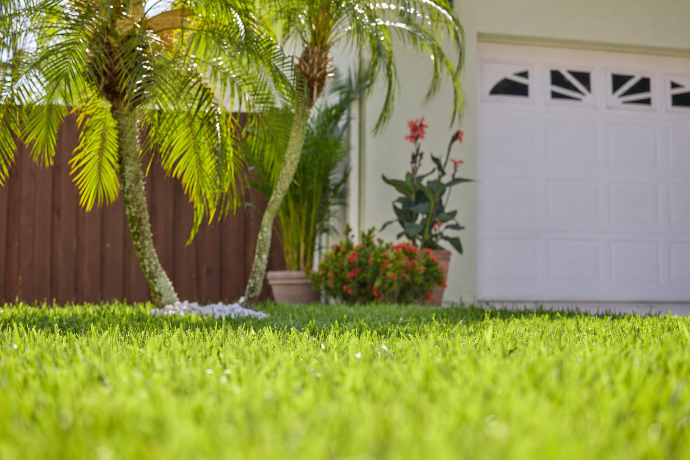 Drought-tolerant turf